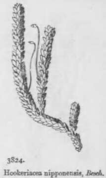 Image of hookeria moss