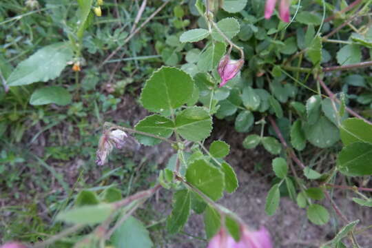 Image of Ononis rotundifolia L.