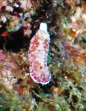 Image of Reticulated red slug