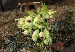 Image of Stinking Hellebore