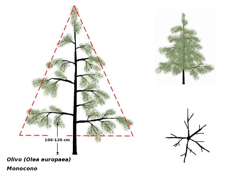 Plancia ëd Olea europaea L.