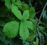 Image of Rubus dentatifolius (Briggs) W. C. R. Watson