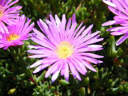 صورة Lampranthus