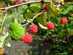 Image of Raspberry