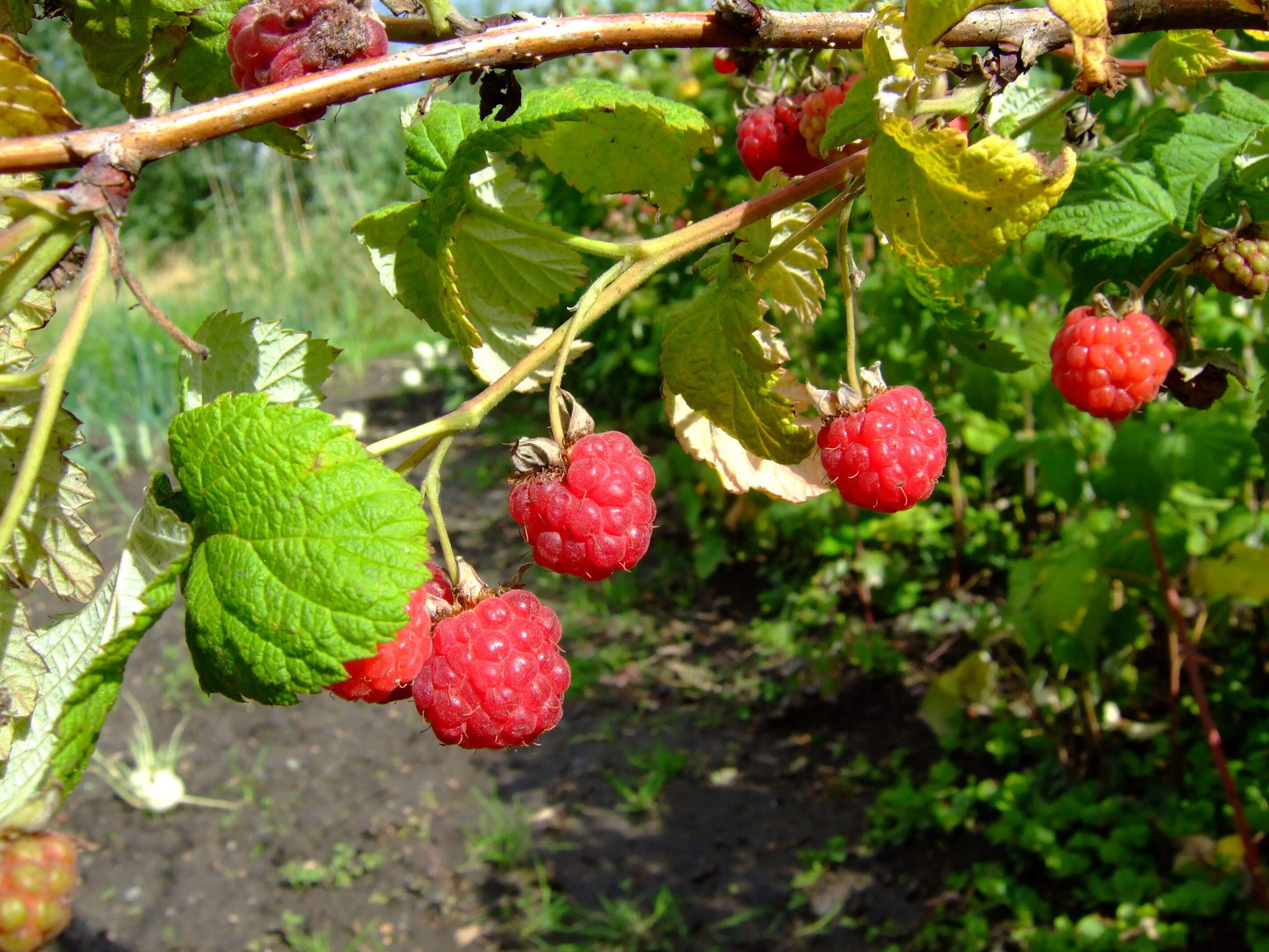 Image of Raspberry