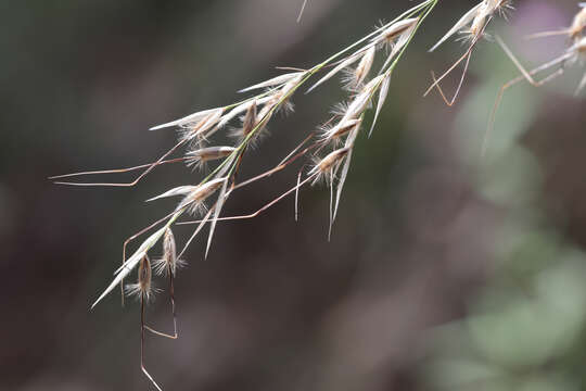 Image of Austrostipa blackii (C. E. Hubb.) S. W. L. Jacobs & J. Everett