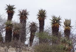 Aloe littoralis Baker resmi