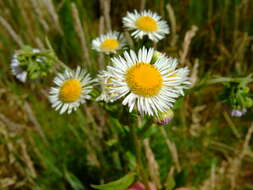 Image of eastern daisy fleabane