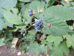 Image of Dewberry