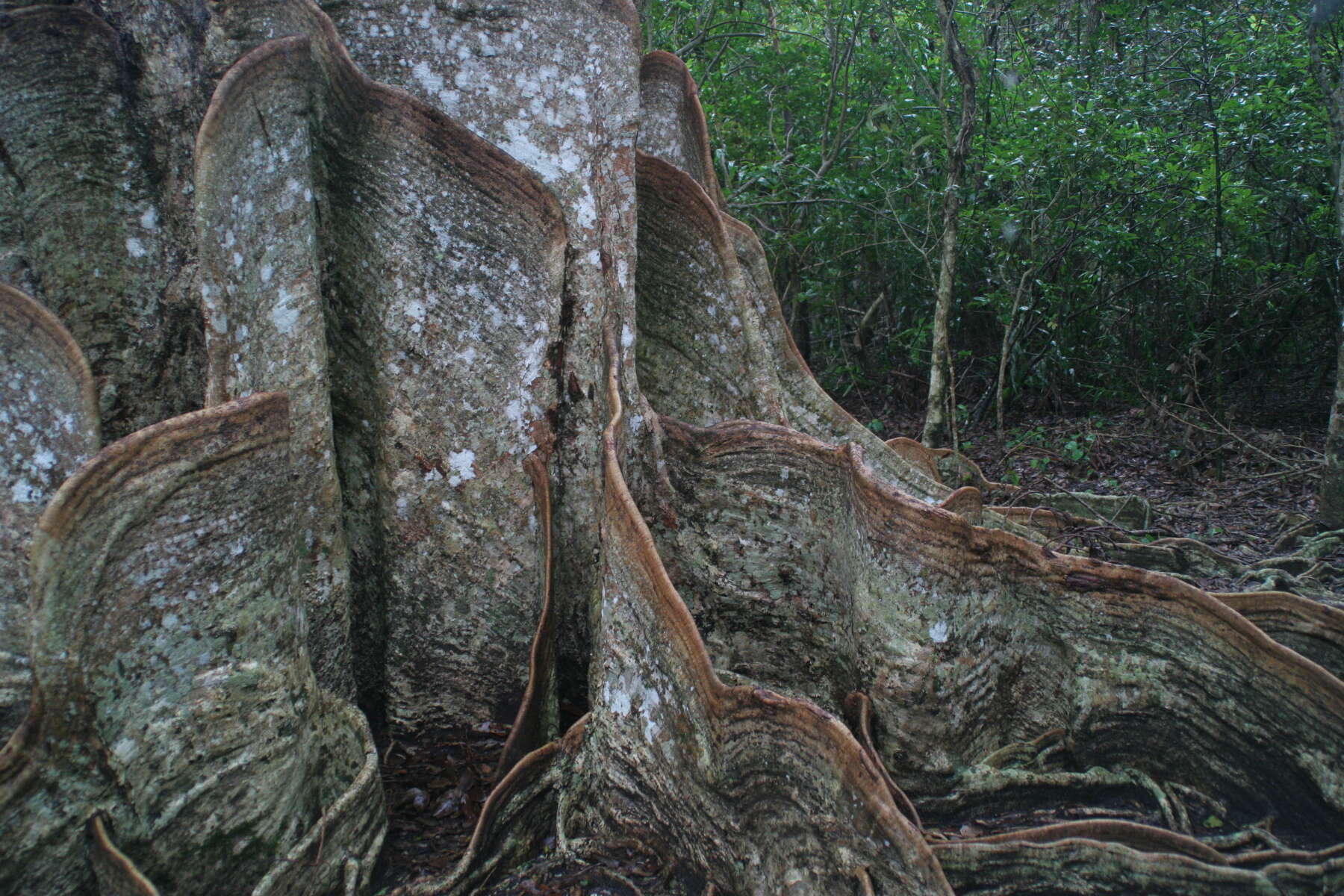 Image of Sundari tree