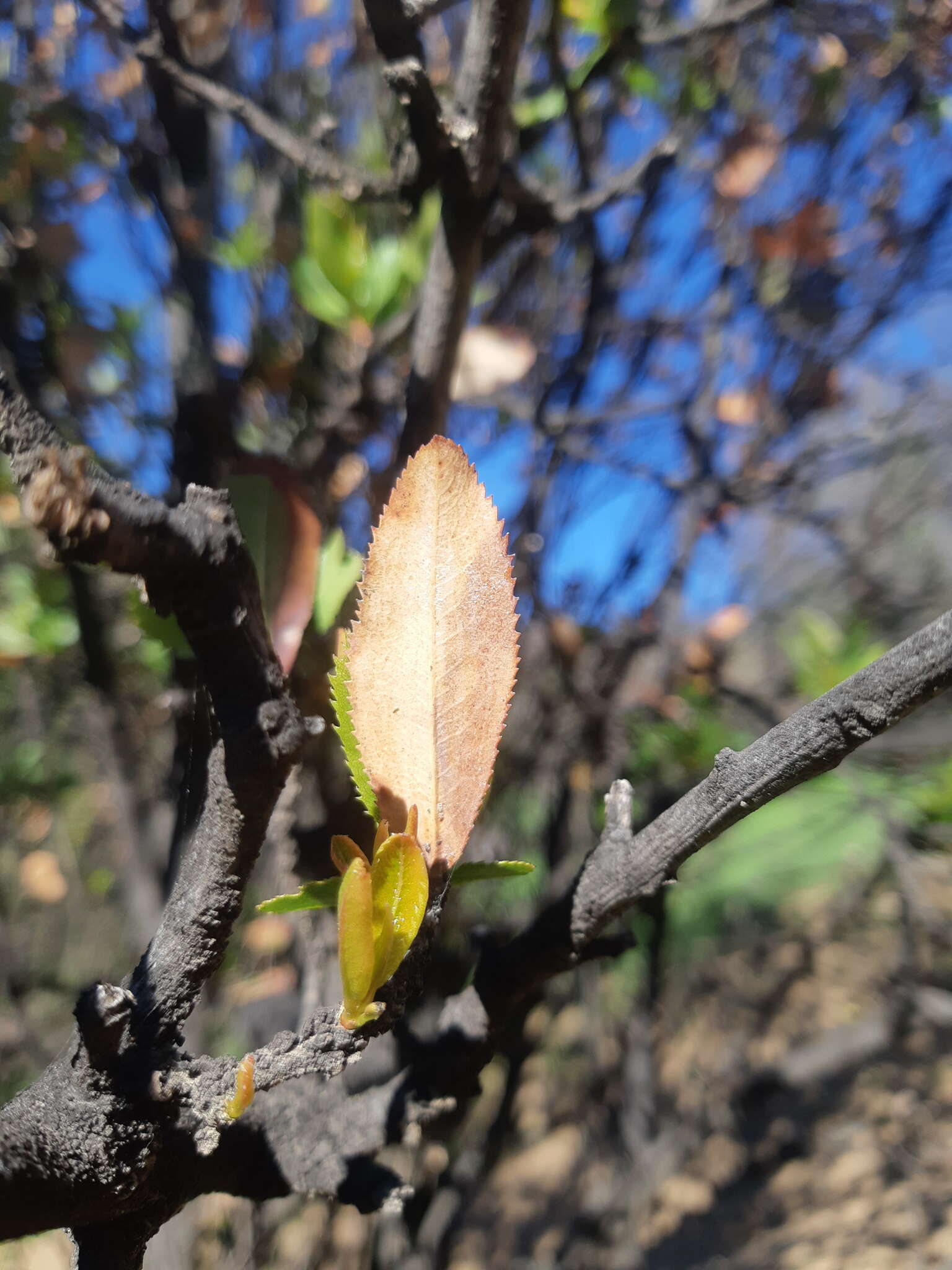 Image of Kageneckia oblonga Ruiz & Pav.