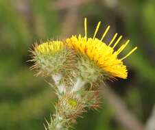 Image of Berkheya carduoides (Less.) Hutch.