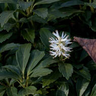 Image of Japanese pachysandra