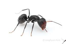 صورة Camponotus ulcerosus Wheeler 1910