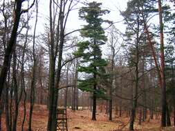 Image of eastern white pine