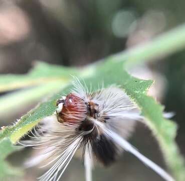 صورة Halysidota cinctipes Grote 1866