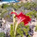 Imagem de Gladiolus carmineus C. H. Wright