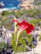 Gladiolus carmineus C. H. Wright resmi