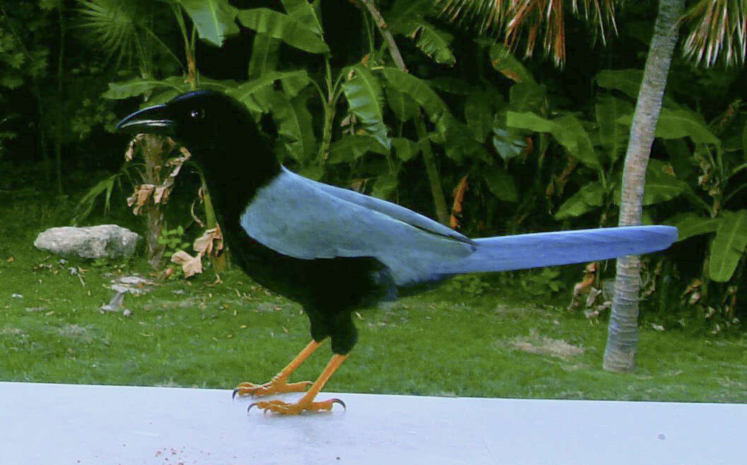 Image of Yucatan Jay