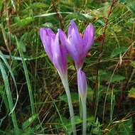 Image of Autumn crocus