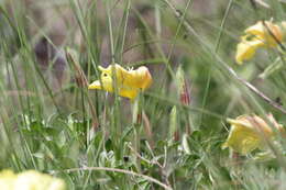 Image of beach evening primrose