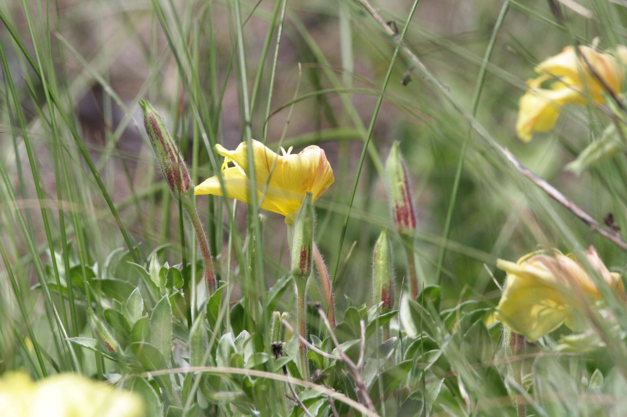 Image of beach evening primrose