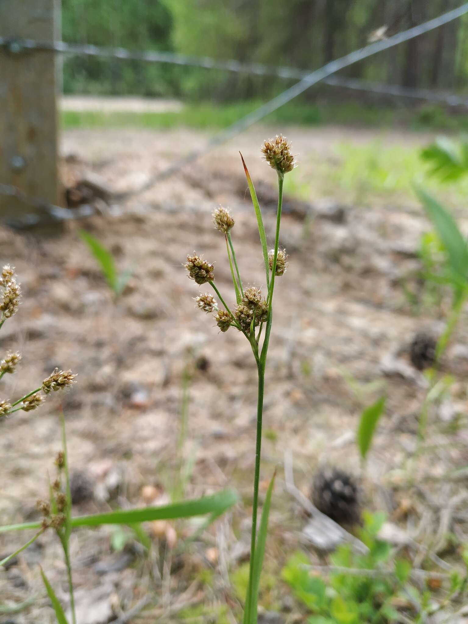 Plancia ëd Luzula pallescens Sw.