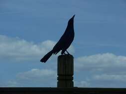 Image of Boat-tailed Grackle