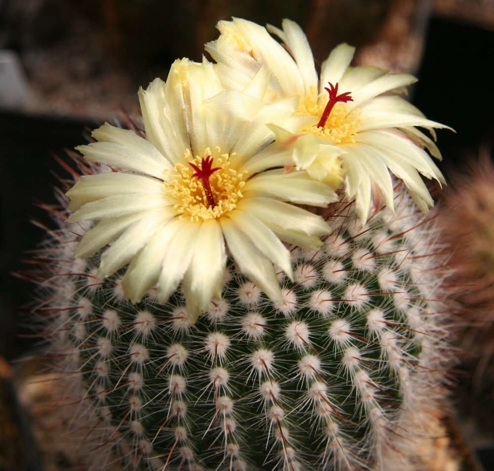 Parodia scopa (Spreng.) N. P. Taylor resmi