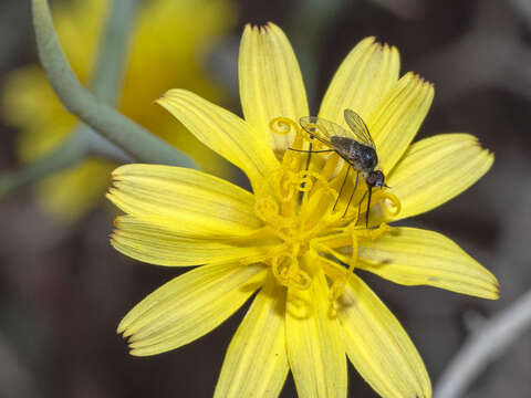 Image of Geron hesperidum Frey 1936