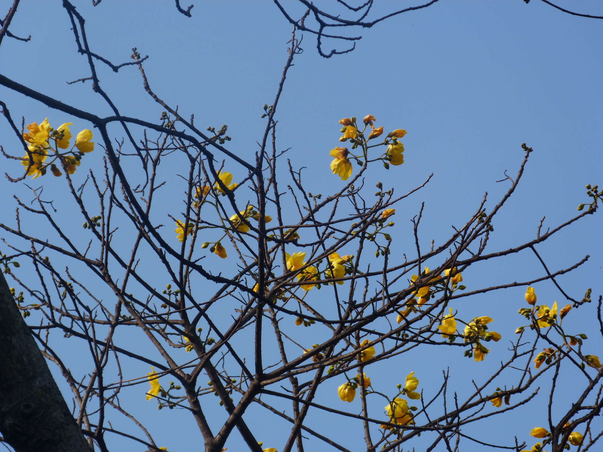 Cochlospermum religiosum (L.) Alston resmi