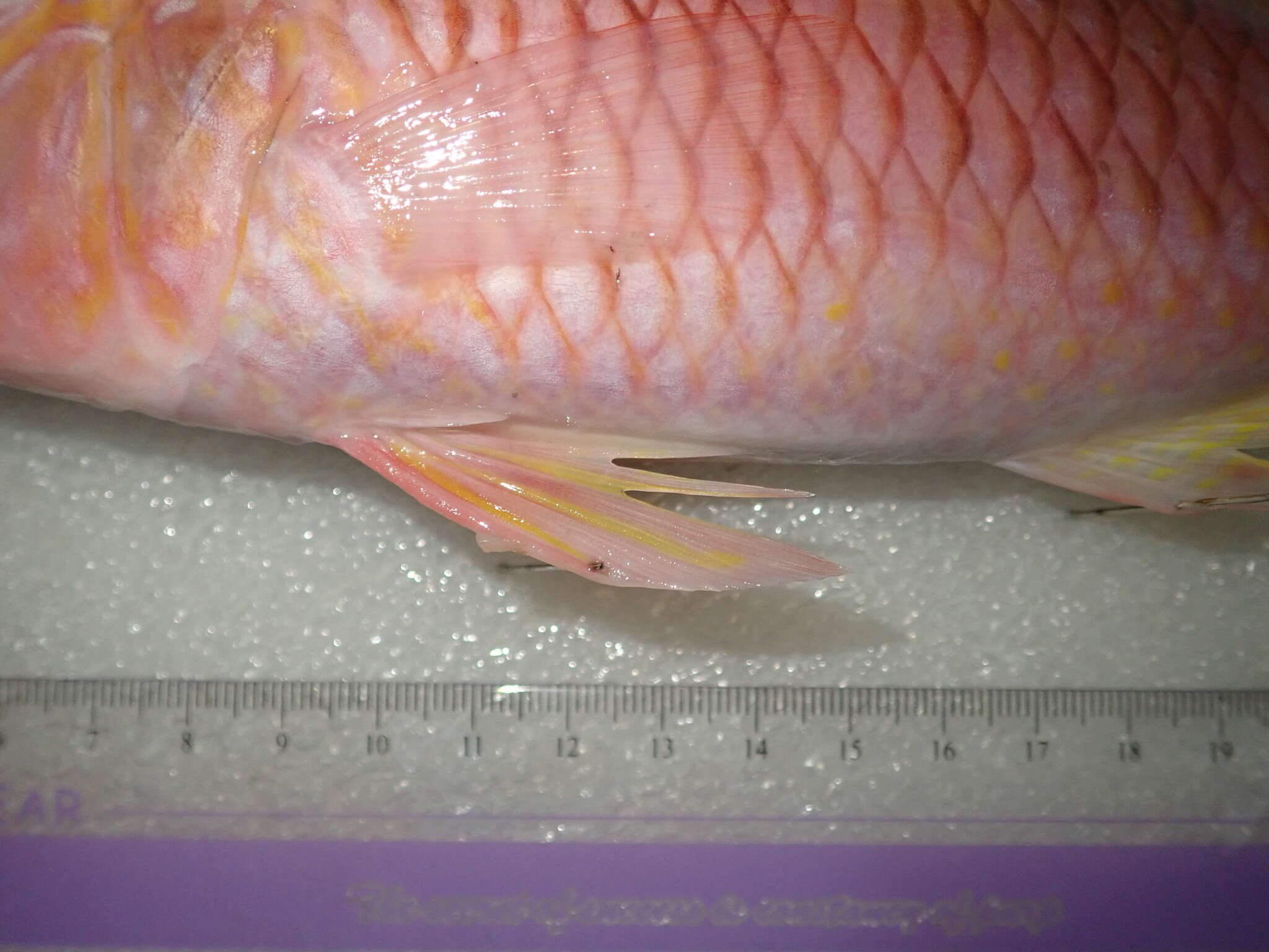 Image of Goatfish