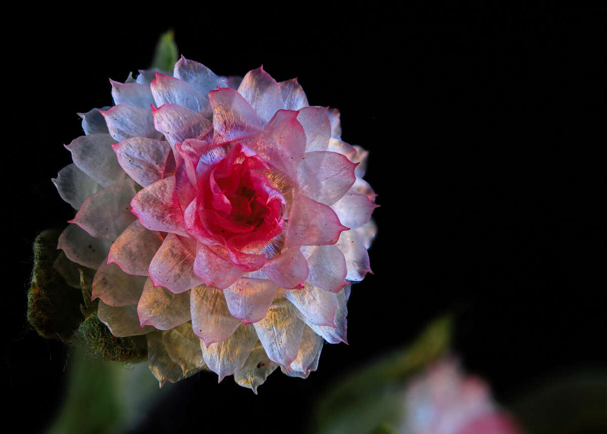 Image de Helichrysum argyrosphaerum DC.