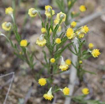 Plancia ëd Gilberta tenuifolia Turcz.