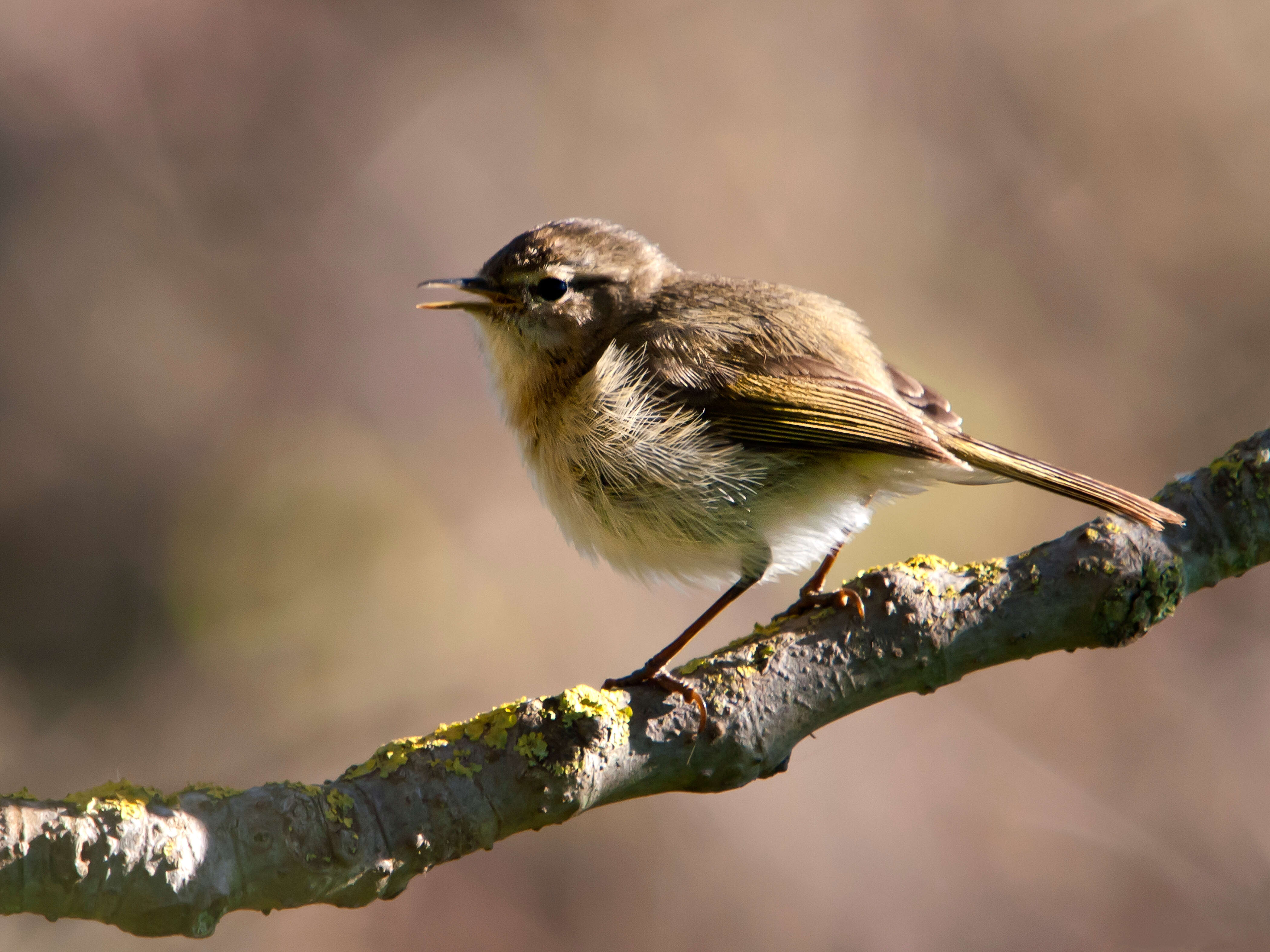 Слика од Phylloscopus canariensis (Hartwig 1886)