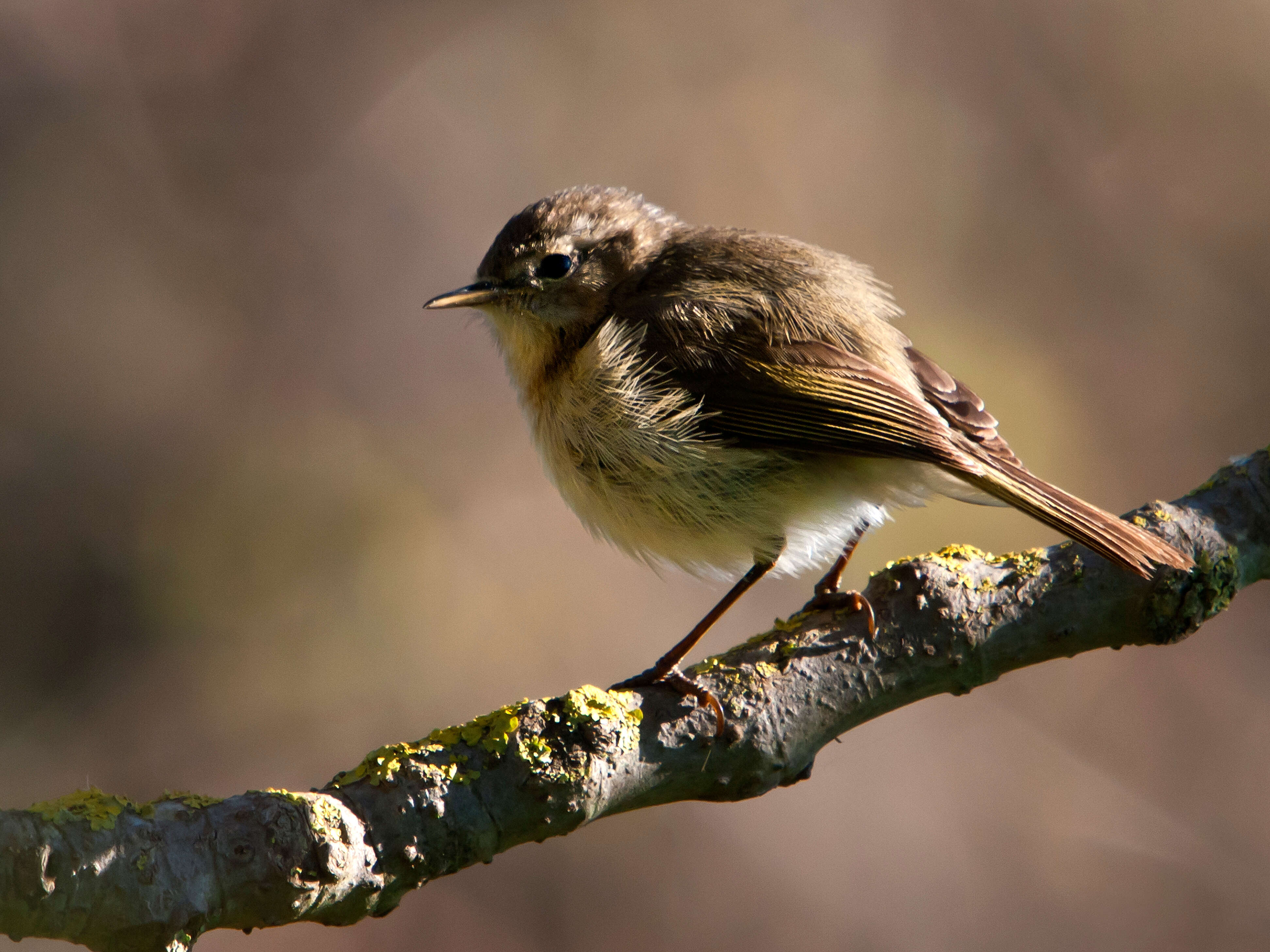 Слика од Phylloscopus canariensis (Hartwig 1886)