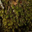 Image of <i>Echinodiopsis hispida</i>