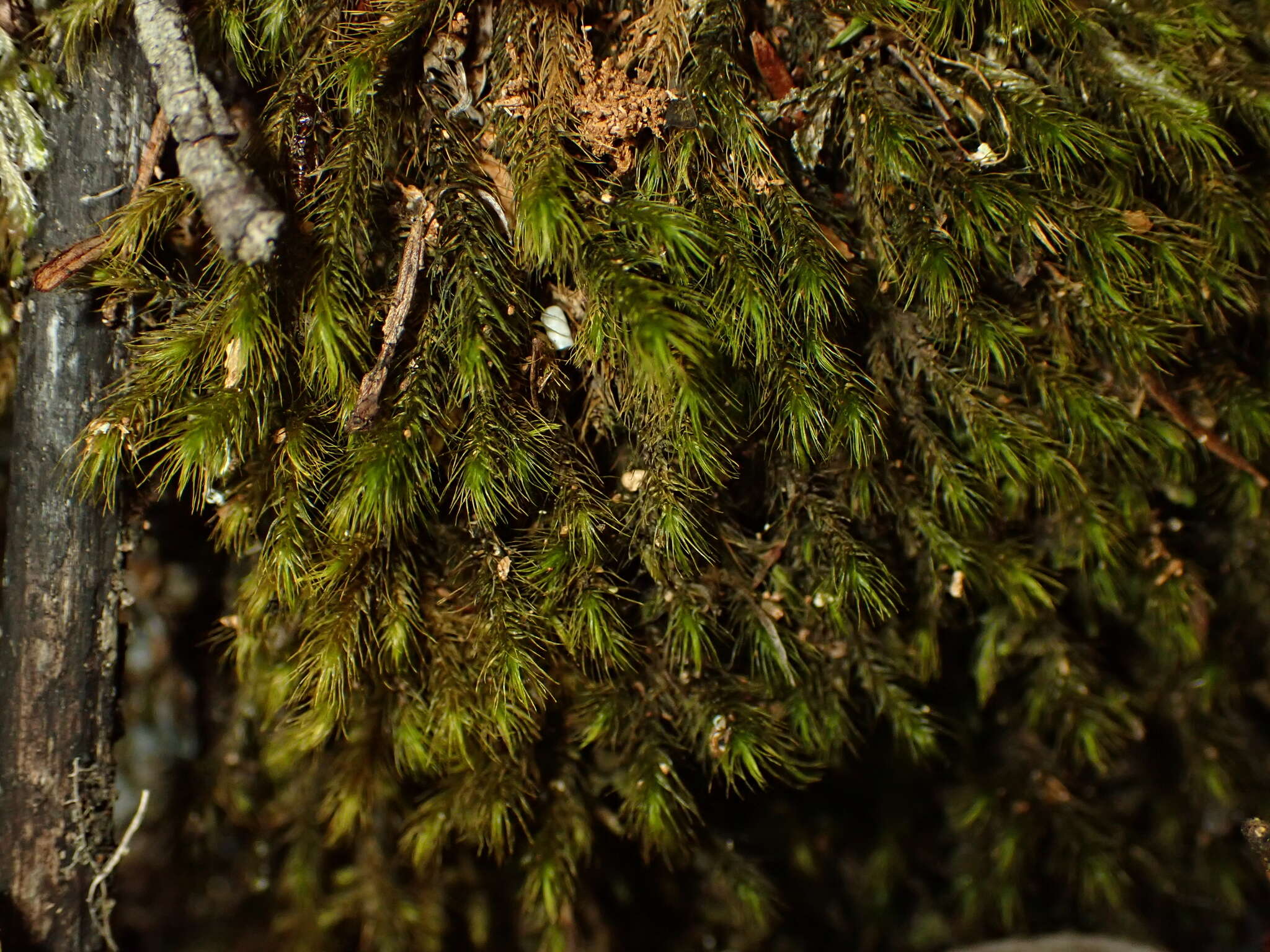 Image of <i>Echinodiopsis hispida</i>