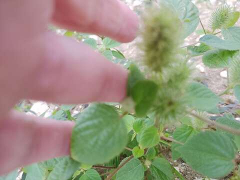 Image de Acalypha alopecuroidea Jacq.