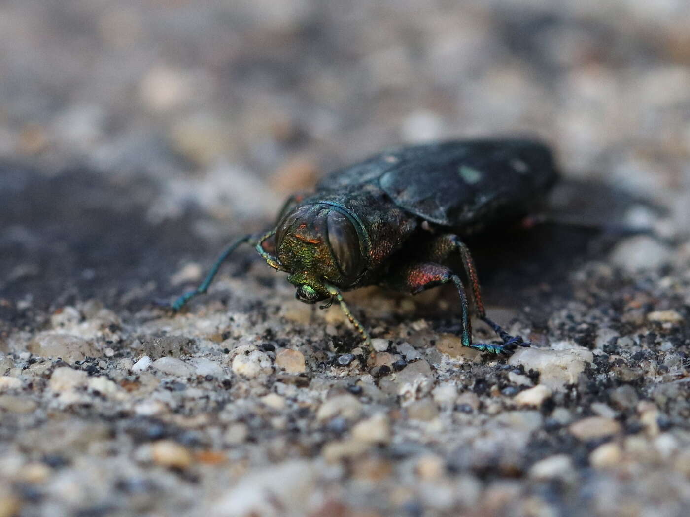 Image of Chrysobothris affinis (Fabricius 1794)