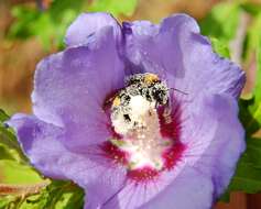 Image of Large garden bumblebee