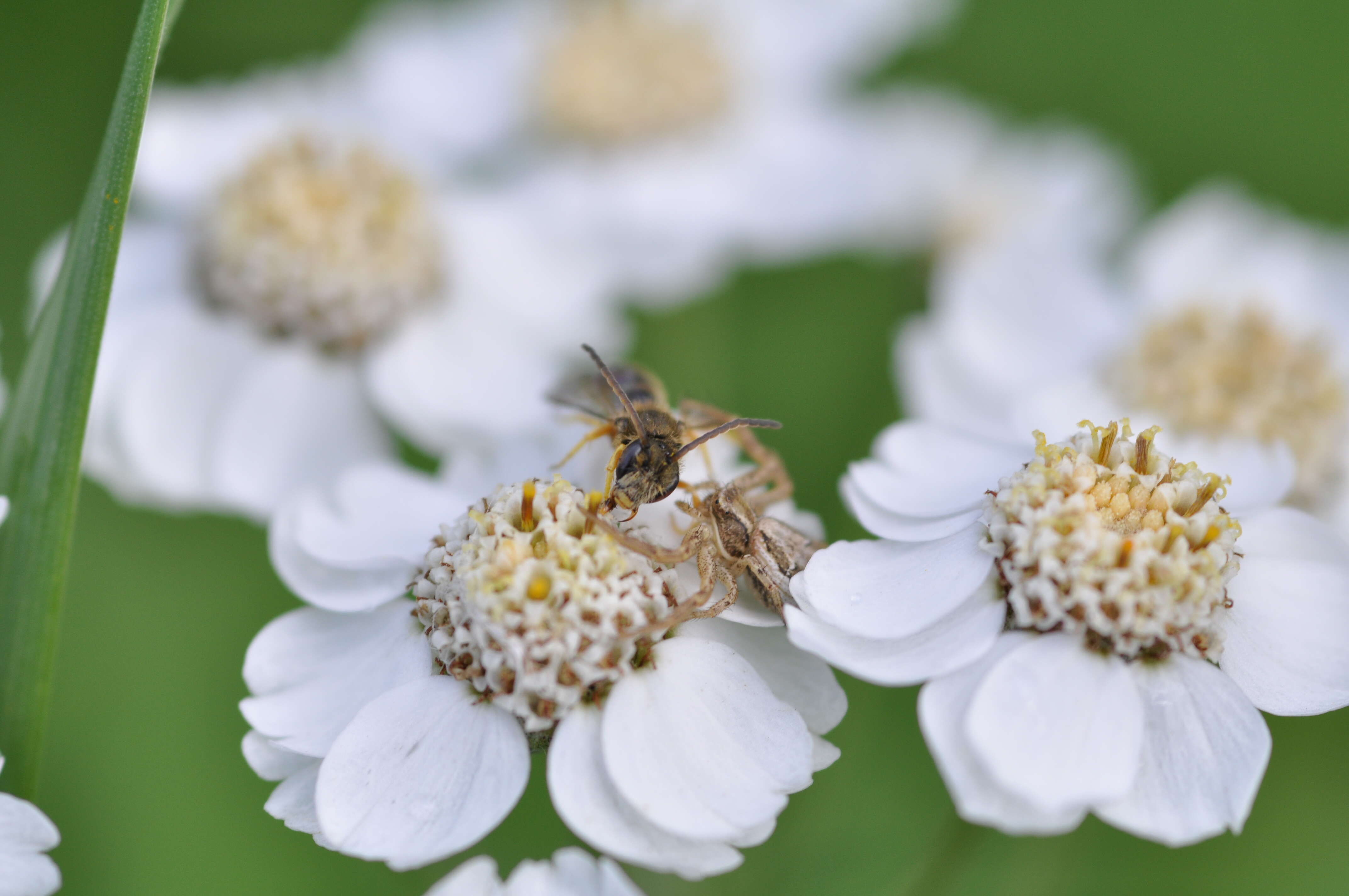 Image of Halictus tumulorum (Linnaeus 1758)