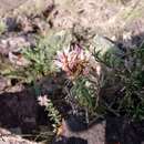 Plancia ëd Pseudosedum longidentatum Boriss.