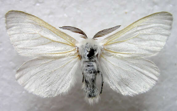 Image of White Satin Moth