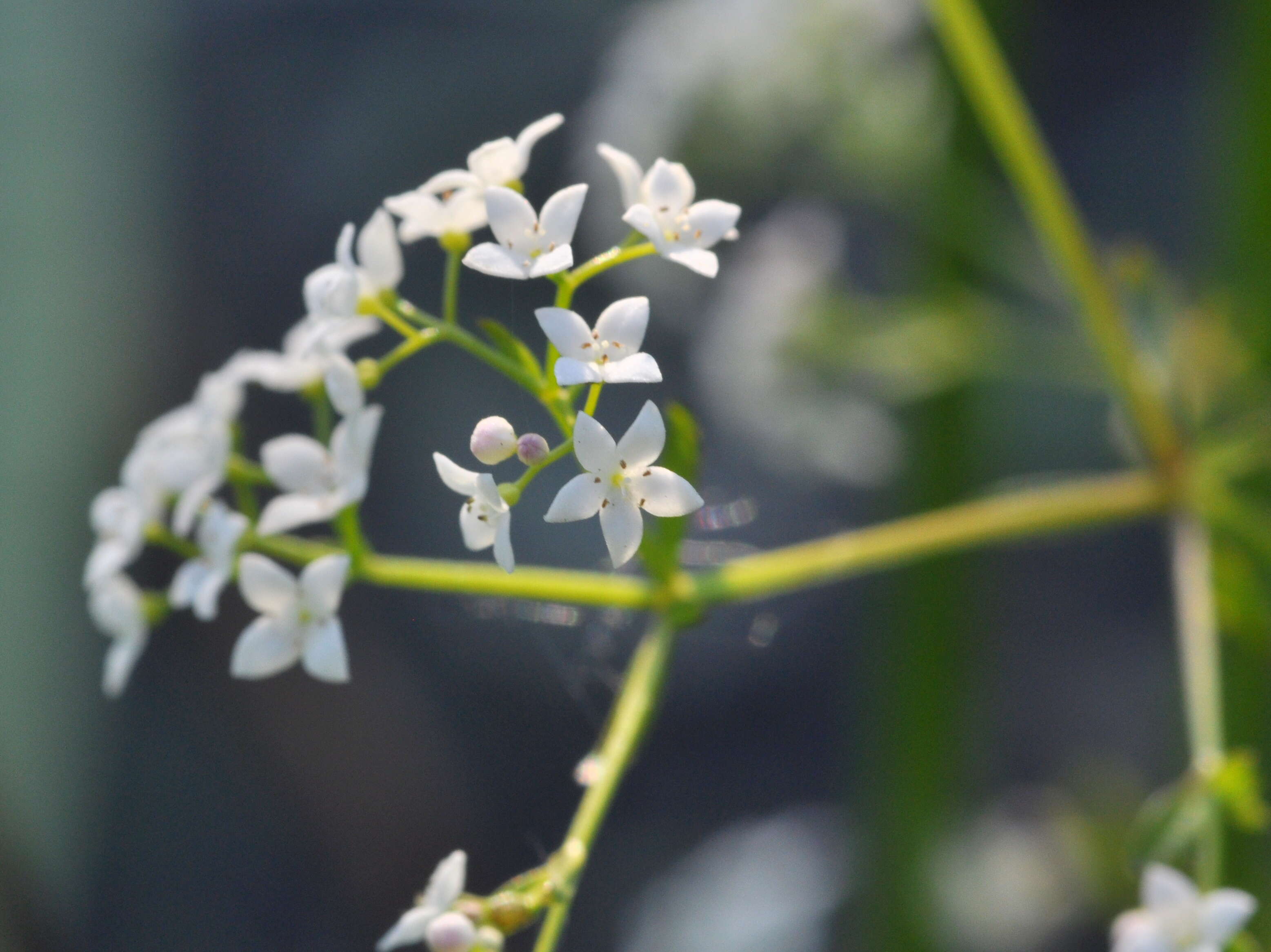 Imagem de Galium palustre L.