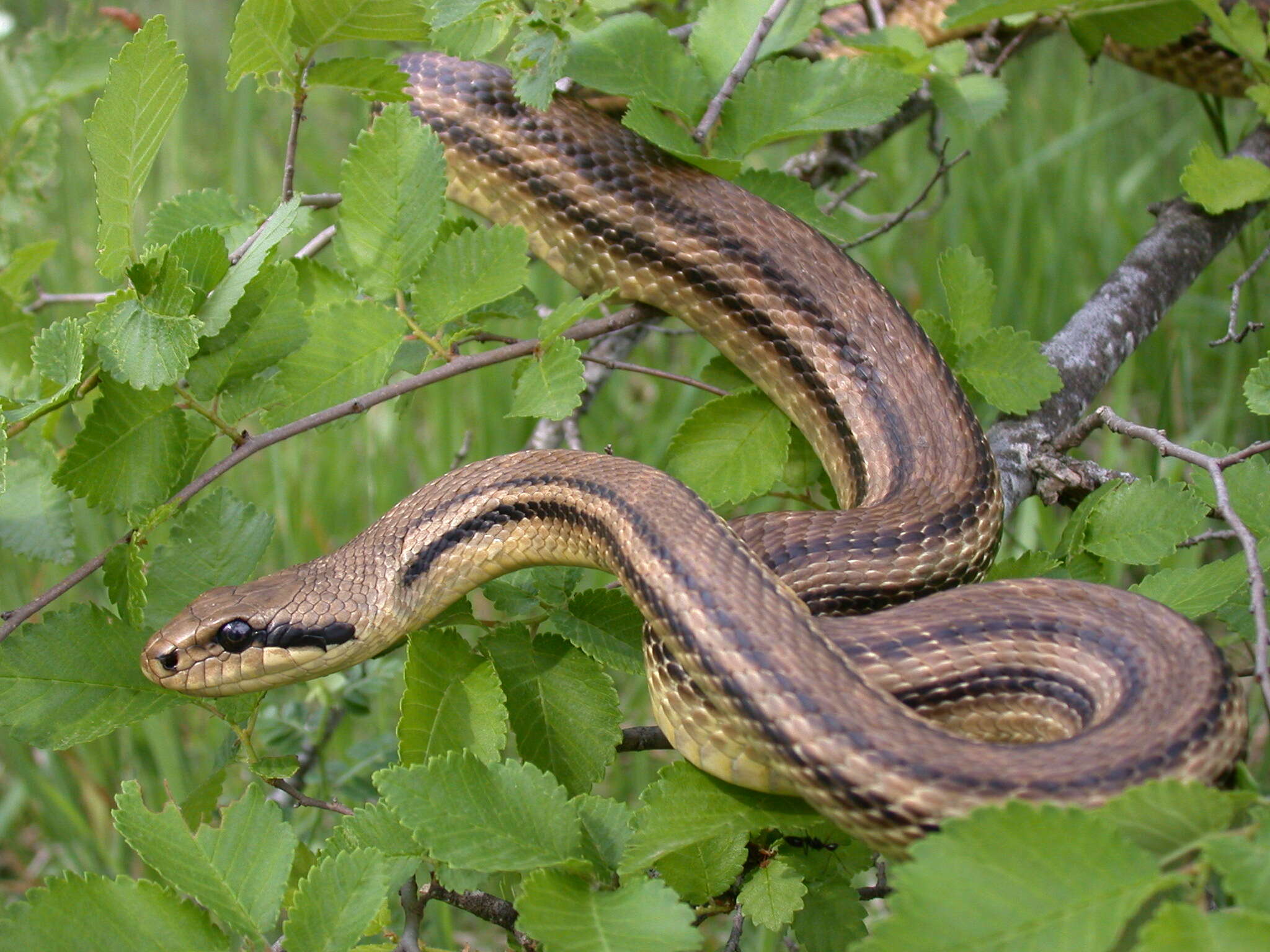 Elaphe quatuorlineata (Bonnaterre 1790)的圖片