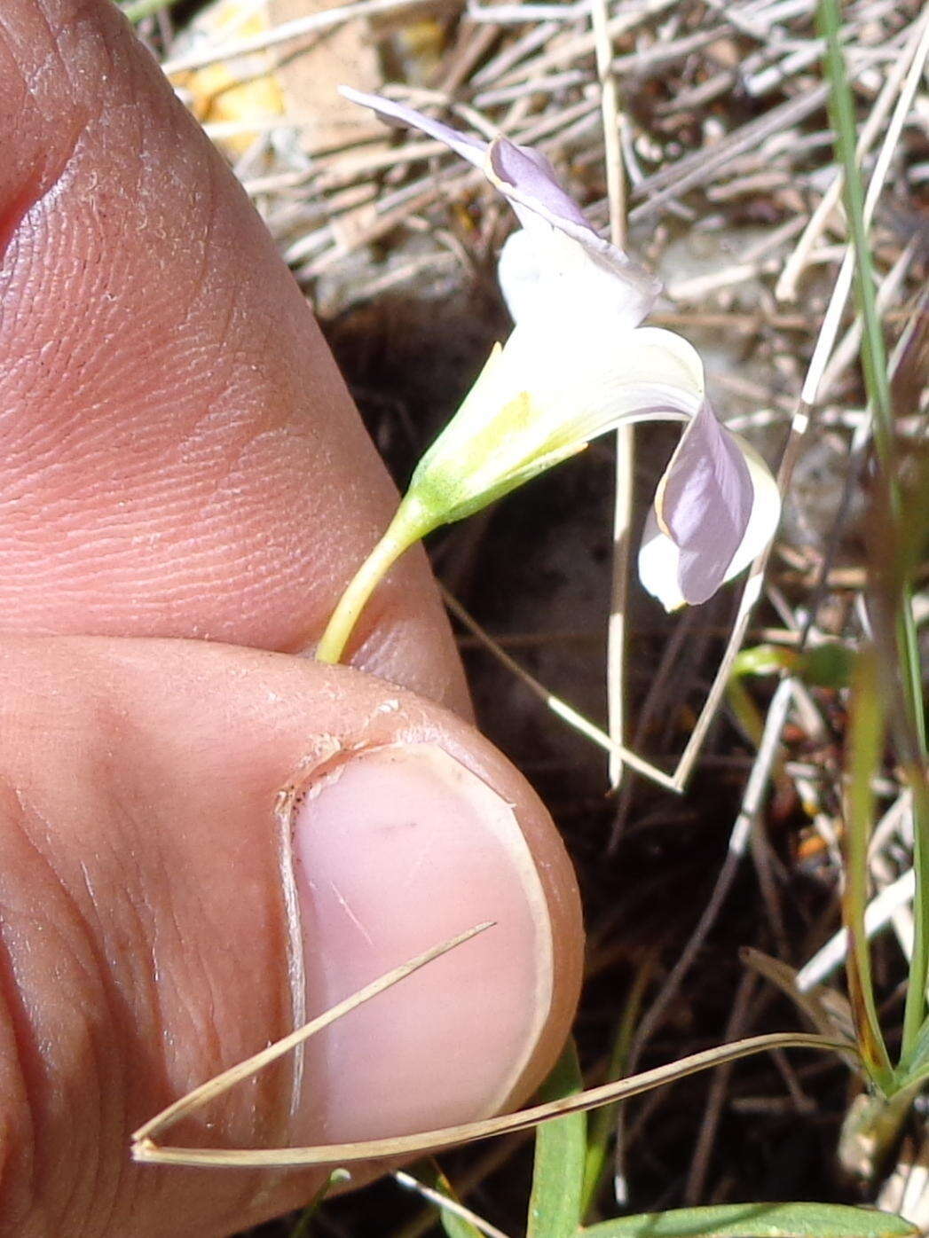 Imagem de Oxalis smithiana Eckl. & Zeyh.