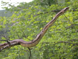 Elaphe quatuorlineata (Bonnaterre 1790)的圖片