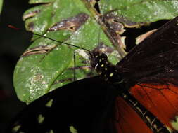 Image of <i>Heliconius <i>hecalesia</i></i> hecalesia