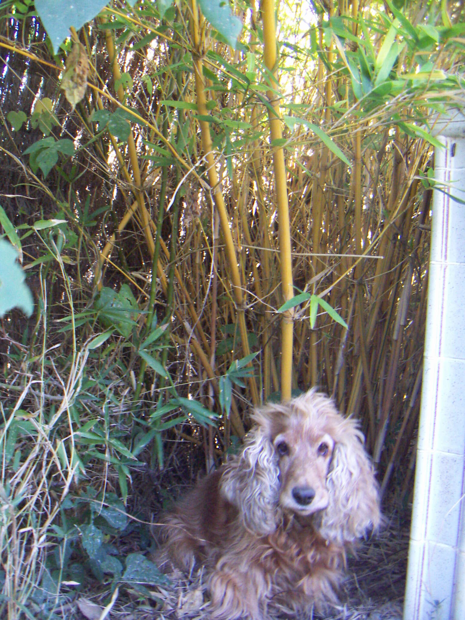 Image of hedge bamboo